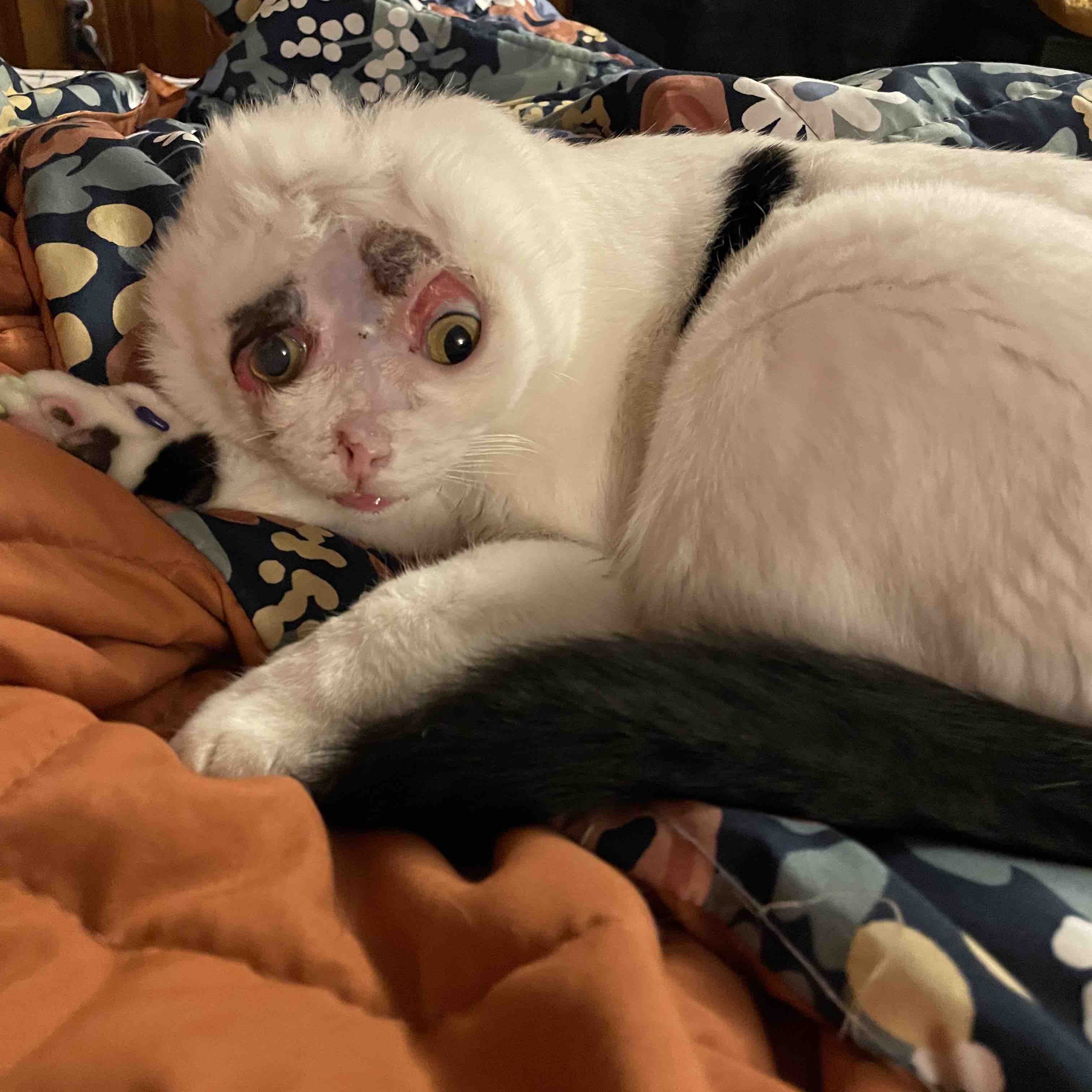 Help Luna & Rusty — Emergency Rescue Sponsorship + Rescue Certificate