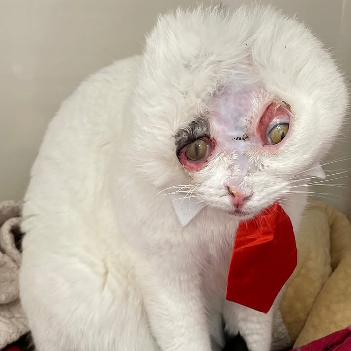 Help Luna & Rusty — Emergency Rescue Sponsorship + Rescue Certificate